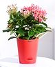 Ugaoo Ixora (Rugmini) Pink Live Indoor Plant with Ivory Self Watering Pot