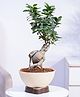 Ugaoo Ficus Bonsai Plant Live Indoor Plant with Ivory Self Watering Pot