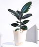 Ugaoo Rubber Natural Live Indoor Medium Plant with Ivory Self Watering Pot