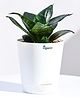 Ugaoo Sansevieria Green Air Purifier Snake Live Plant with White Self Watering Pot