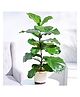 Ugaoo Fiddle Leaf Fig Natutal Live Indoor Plant with Ivory Self Watering Pot
