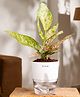 KYARI Aglaonema Pink Valentine Indoor Plants for Living Room Live Plants Plants with White Self Watering Pot for Home Air purifier plants Plants for Home Decor