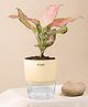 KYARI Aglaonema Pink Valentine Indoor Plants for Living Room Live Plants Plants with Cream Self Watering Pot for Home Air purifier plants Plants for Home Decor