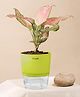 KYARI Aglaonema Pink Valentine Indoor Plants for Living Room Live Plants Plants with Green Self Watering Pot for Home Air purifier plants Plants for Home Decor