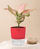 KYARI Aglaonema Pink Valentine Indoor Plants for Living Room Live Plants Plants with Red Self Watering Pot for Home Air purifier plants Plants for Home Decor