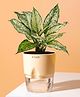 KYARI Aglaonema Snow White Indoor Plants for Living Room Live Plants Plants with Cream Self Watering Pot for Home Air purifier plants Plants for Home Decor