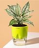 KYARI Aglaonema Snow White Indoor Plants for Living Room Live Plants Plants with Green Self Watering Pot for Home Air purifier plants Plants for Home Decor