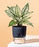 KYARI Aglaonema Snow White Indoor Plants for Living Room Live Plants Plants with Grey Self Watering Pot for Home Air purifier plants Plants for Home Decor