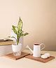 KYARI Aglaonema Snow White Indoor Plants for Living Room Live Plants Plants with White Self Watering Pot for Home Air purifier plants Plants for Home Decor