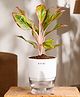 KYARI Aglaonema Lipstick Indoor Plants for Living Room - Live Plants Plants with White Self Watering Pot