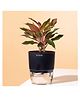 KYARI Aglaonema Lipstick Indoor Plants for Living Room- Live Plants with Black Self Watering Pot