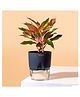 KYARI Aglaonema Lipstick Indoor Plants for Living Room - Live Plants with Grey Self Watering Pot