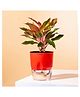KYARI Aglaonema Lipstick Indoor Plants for Living Room - Live Plants Plants with Red Self Watering Pot
