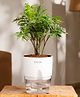 KYARI Aralia Green Indoor Plants for Living Room - Live Plants with White Pot