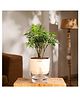 KYARI Aralia Green Indoor Plants for Living Room - Live Plants Plants with Cream Pot