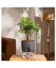 KYARI Aralia Green Indoor Plants for Living Room - Live Plants Plants with Grey Pot