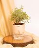 KYARI Aralia Variegated Indoor Plants for Living Room Live Plants Plants with Cream Pot for Home Air purifier plants Plants for Home Decor