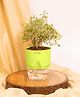 KYARI Aralia Variegated Indoor Plants for Living Room Live Plants Plants with Green Pot for Home Air purifier plants Plants for Home Decor