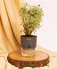 KYARI Aralia Variegated Indoor Plants for Living Room Live Plants Plants with Grey Pot for Home Air purifier plants Plants for Home Decor