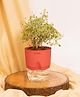 KYARI Aralia Variegated Indoor Plants for Living Room Live Plants Plants with Red Pot for Home Air purifier plants Plants for Home Decor