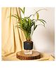 KYARI Areca Palm Indoor Plants for Living Room - Live Plants with Black Pot