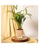 KYARI Areca Palm Indoor Plants for Living Room - Live Plants with Cream Pot
