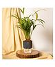 KYARI Areca Palm Indoor Plants for Living Room - Live Plants with Grey Pot