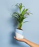 KYARI Areca Palm Indoor Plants for Living Room Live Plants Plants with Baby Blue Self Watering Pot for Home Air purifier plants Plants for Home Decor
