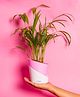 KYARI Areca Palm Indoor Plants for Living Room Live Plants Plants with Baby Pink Self Watering Pot for Home Air purifier plants Plants for Home Decor
