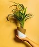 KYARI Areca Palm Indoor Plants for Living Room Live Plants Plants with Dusky Brown Self Watering Pot for Home Air purifier plants Plants for Home Decor