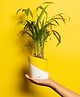KYARI Areca Palm Indoor Plants for Living Room Live Plants Plants with Lemon Yellow Self Watering Pot for Home Air purifier plants Plants for Home Decor