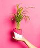 KYARI Areca Palm Indoor Plants for Living Room Live Plants Plants with Magenta Self Watering Pot for Home Air purifier plants Plants for Home Decor