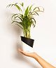 KYARI Areca Palm Indoor Plants for Living Room Live Plants Plants with Matte Black Self Watering Pot for Home Air purifier plants Plants for Home Decor