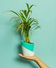 KYARI Areca Palm Indoor Plants for Living Room Live Plants Plants with Turkish Green Self Watering Pot for Home Air purifier plants Plants for Home Decor