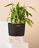 KYARI Bamboo 2 Layer Indoor Plants for Living Room - Live Plants with Black Self Watering Pot