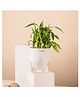 KYARI Bamboo 2 Layer Indoor Plants for Living Room - Live Plants with White Self Watering Pot