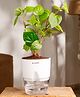 KYARI Betel Leaf Indoor Plants for Living Room Live Plants Plants with White Self Watering Pot for Home Air purifier plants Plants for Home Decor