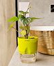 KYARI Betel Leaf Indoor Plants for Living Room Live Plants Plants with Green Self Watering Pot for Home Air purifier plants Plants for Home Decor