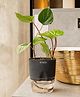 KYARI Betel Leaf Indoor Plants for Living Room Live Plants Plants with Grey Self Watering Pot for Home Air purifier plants Plants for Home Decor
