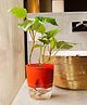 KYARI Betel Leaf Indoor Plants for Living Room Live Plants Plants with Red Self Watering Pot for Home Air purifier plants Plants for Home Decor