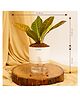 KYARI Golden Croton Petra Codiaeum variegatum Live Indoor Plant with White Self Watering Pot, Best for Living Room, Kitchen, Bedroom, & Office Table, Easy to Care & Maintain, Sturdy Packaging