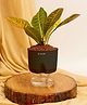 KYARI Croton Petra Indoor Plants for Living Room Live Plants Plants with Black Self Watering Pot for Home Air purifier plants Plants for Home Decor