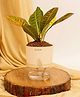 KYARI Croton Petra Indoor Plants for Living Room Live Plants Plants with Cream Self Watering Pot for Home Air purifier plants Plants for Home Decor