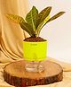 KYARI Croton Petra Indoor Plants for Living Room Live Plants Plants with Green Self Watering Pot for Home Air purifier plants Plants for Home Decor
