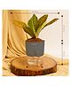 KYARI Croton Petra Indoor Plants for Living Room Live Plants Plants with Grey Self Watering Pot for Home Air purifier plants Plants for Home Decor