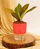 KYARI Croton Petra Indoor Plants for Living Room Live Plants Plants with Red Self Watering Pot for Home Air purifier plants Plants for Home Decor