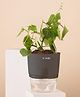 KYARI English Ivy Indoor Plants for Living Room Live Plants Plants with Grey Self Watering Pot for Home Air purifier plants Plants for Home Decor