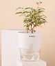 KYARI Ficus Safari Indoor Plants for Living Room Live Plants Plants with White Self Watering Pot for Home Air purifier plants Plants for Home Decor