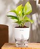 KYARI Golden Money Indoor Plants for Living Room - Live Plants with White Self Watering Pot