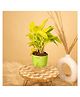 KYARI Golden Money Indoor Plants for Living Room - Live Plants with Green Self Watering Pot